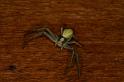 Misumena_vatia_D5018_Z_90_Les Gris_Frankrijk